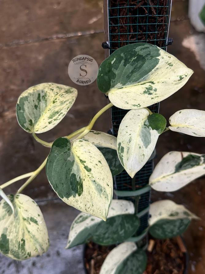 Scindapsus Exotica Marble - Best Selected