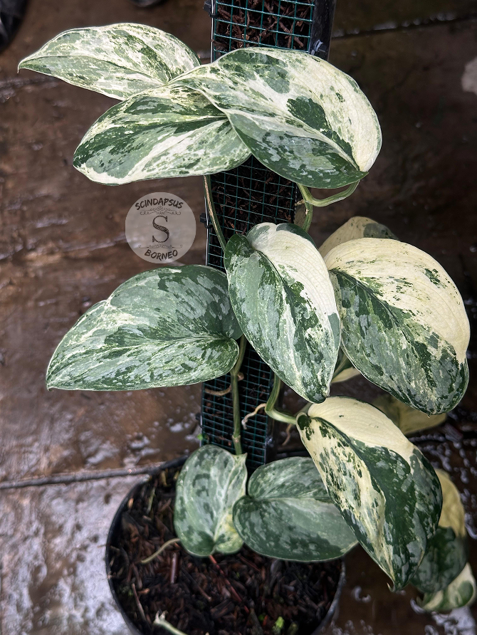 Scindapsus Exotica Var - Best Selected