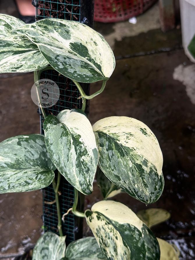 Scindapsus Exotica Var - Best Selected