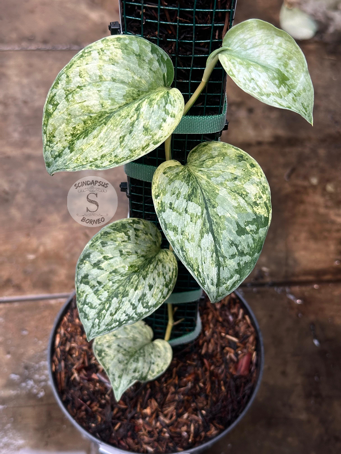 Scindapsus Geulis Mint - Best Selected