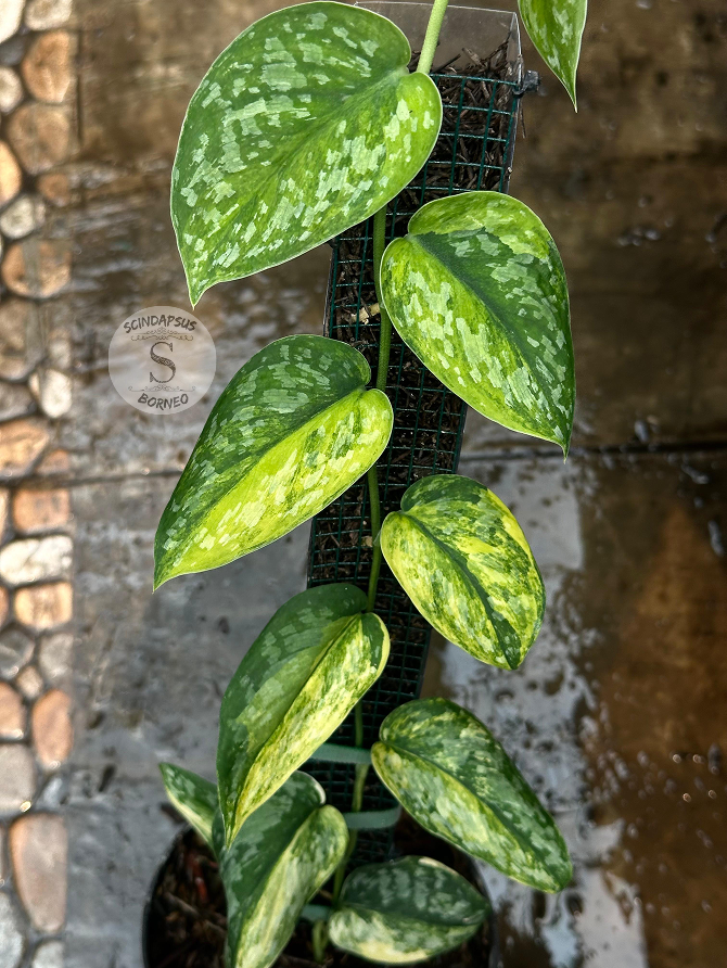 Scindapsus Rajatapura Tricolor - Best Selected