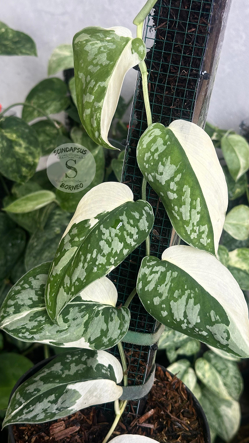 Scindapsus Simbara - Best Selected