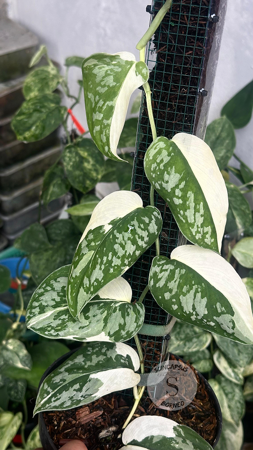 Scindapsus Simbara - Best Selected