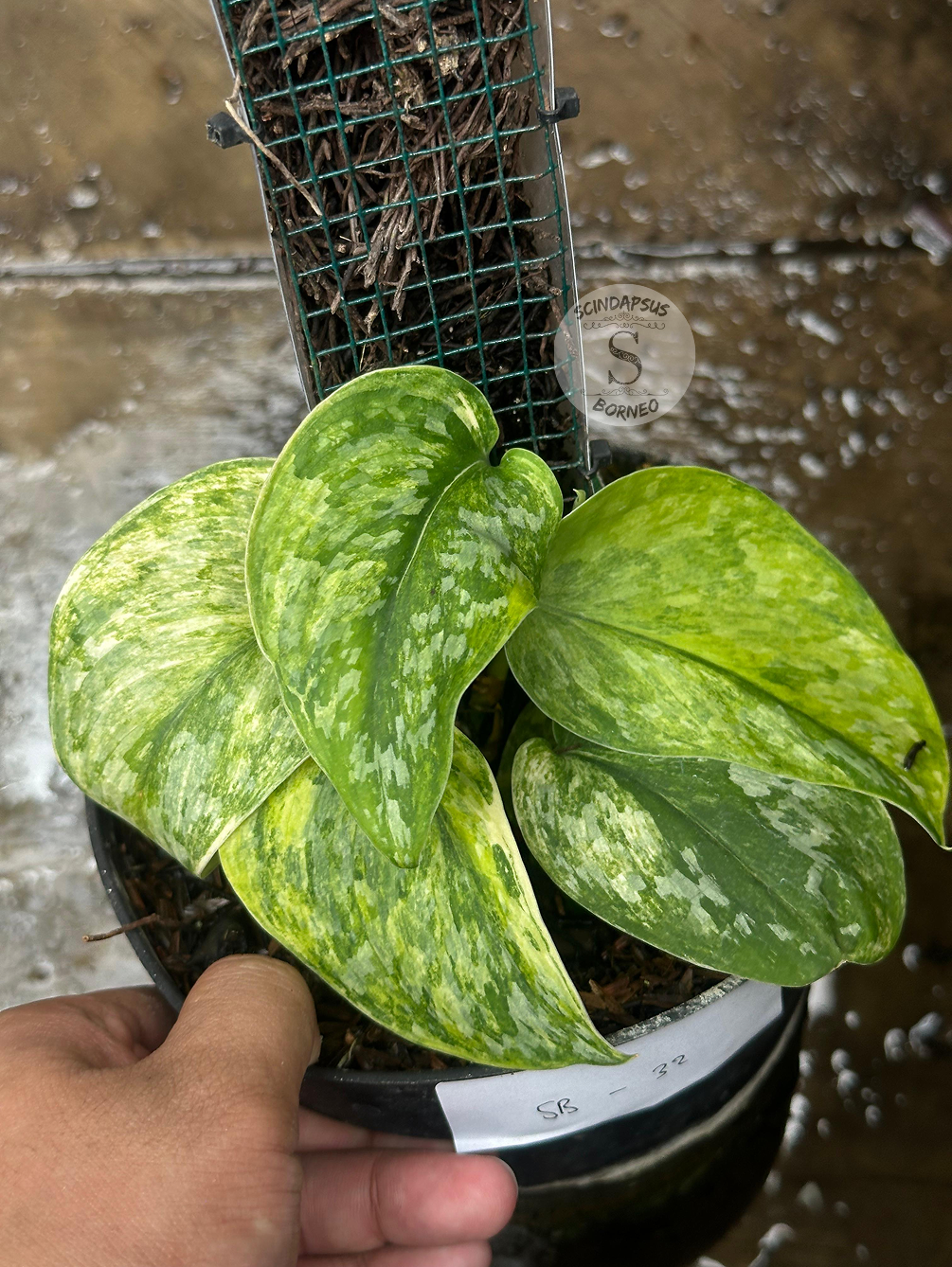 Scindapsus Rajatapura - Best Selected