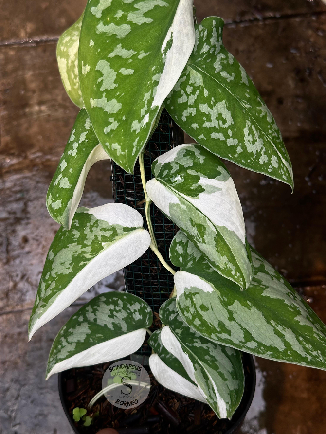 Scindapsus Simbara - Best Selected