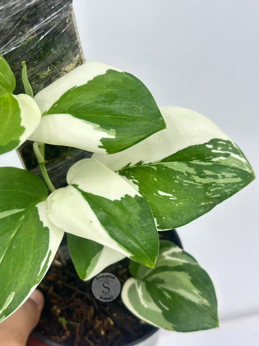 Scindapsus Trubi Albo Round - Best Selected