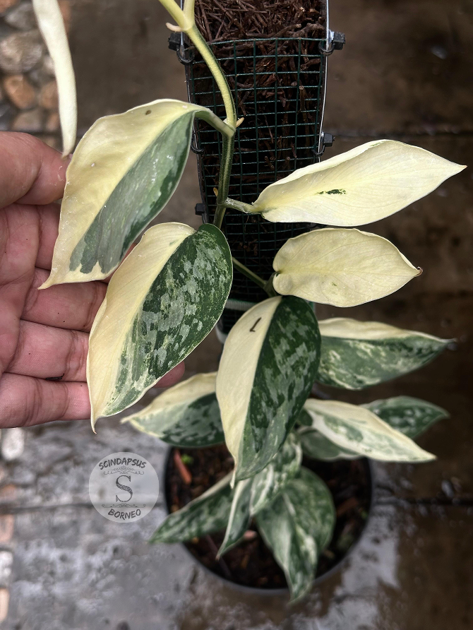 Scindapsus White Diamond - Best Selected