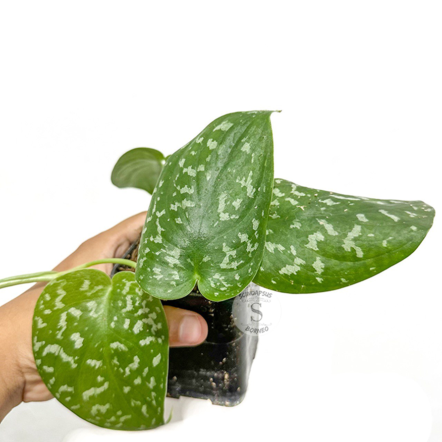 Scindapsus jigsaw dark form (polkadot) - Scindapsus Borneo
