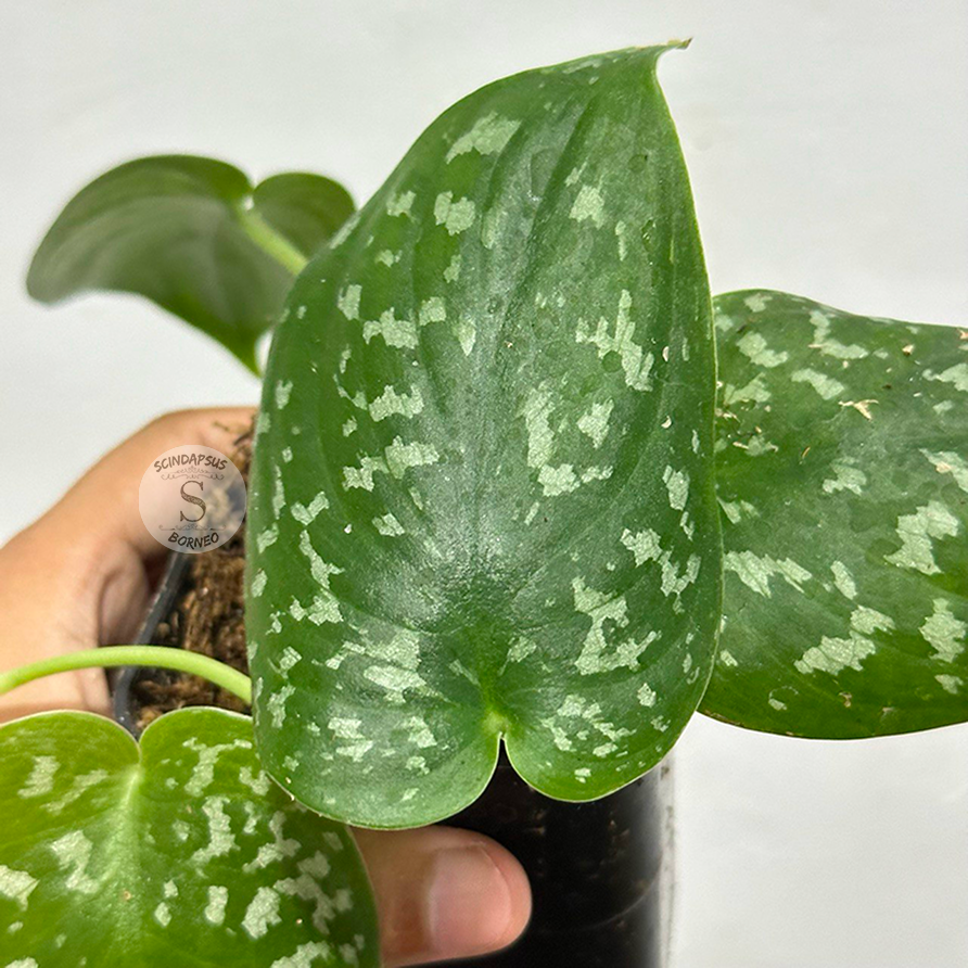 Scindapsus jigsaw dark form (polkadot)