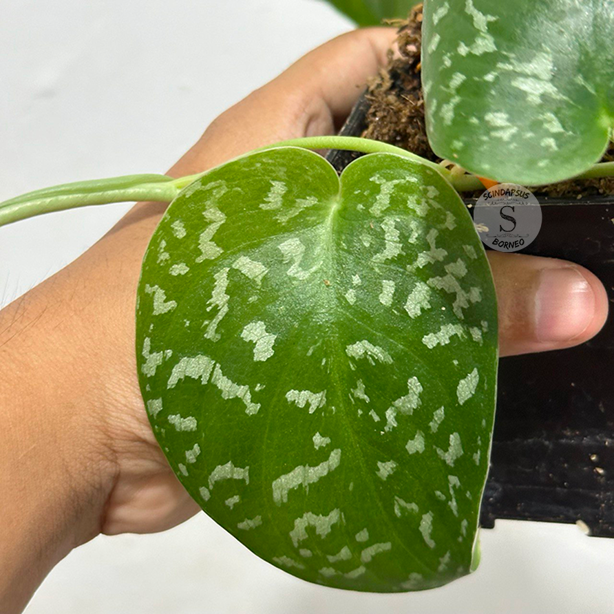 Scindapsus jigsaw dark form (polkadot) - Scindapsus Borneo