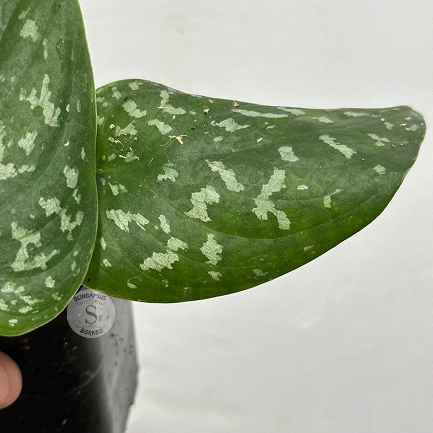 Scindapsus jigsaw dark form (polkadot) - Scindapsus Borneo