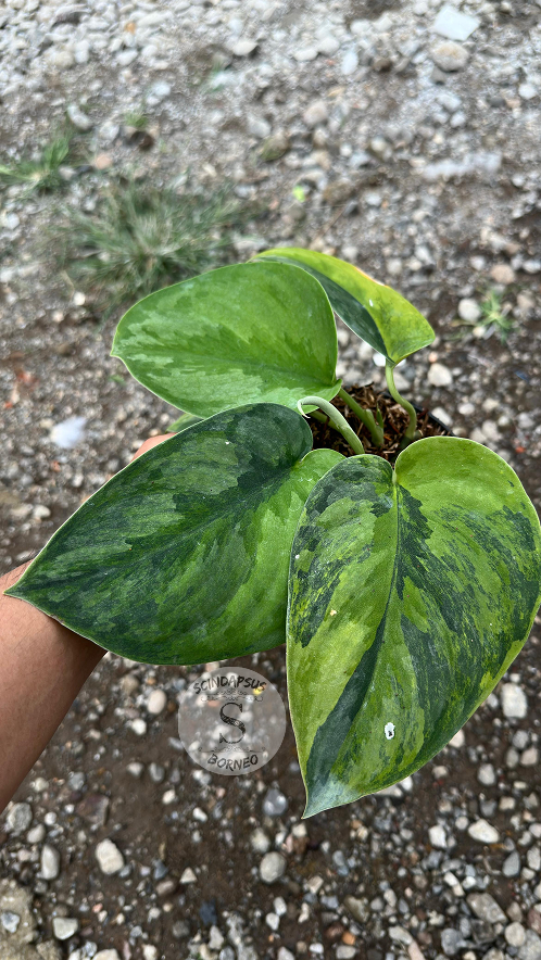 Scindapsus Garawa - Best Selected