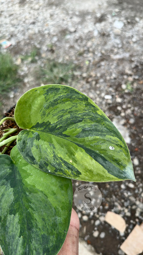 Scindapsus Garawa - Best Selected