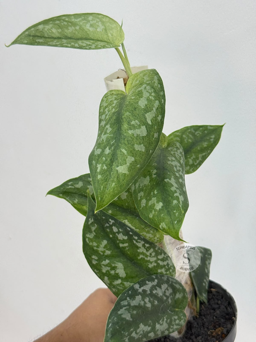 Scindapsus peacok - Best Selected