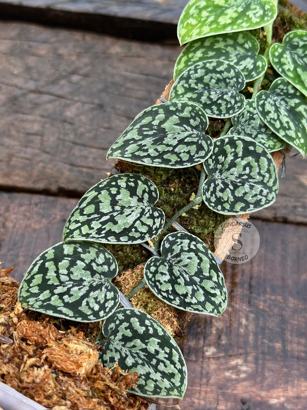 Scindapsus Tricolor Dark Manalak - Scindapsus Borneo