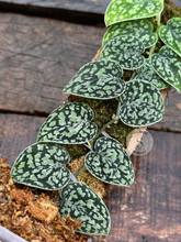 Scindapsus Tricolor Dark Manalak - Scindapsus Borneo