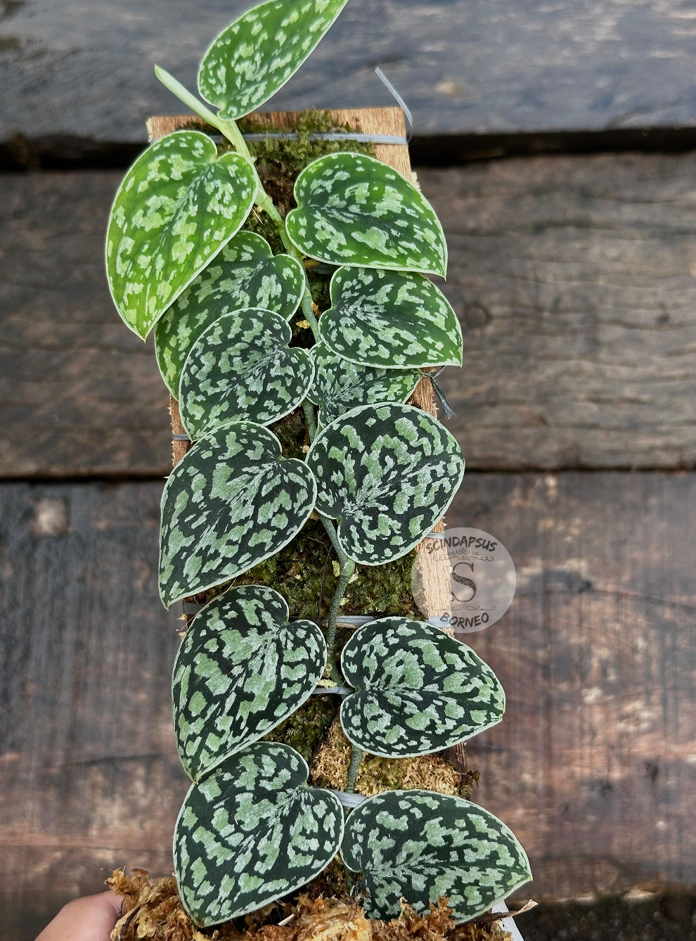 Scindapsus Tricolor Dark Manalak - Scindapsus Borneo