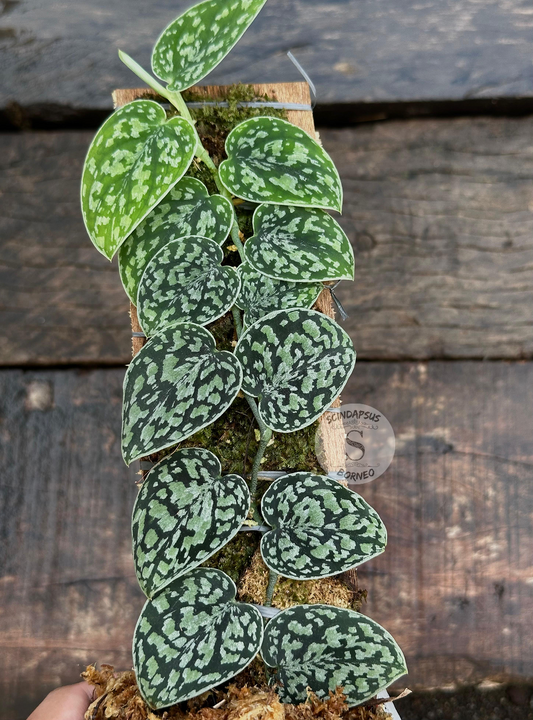 Scindapsus Tricolor Dark Manalak 1 - Best Selected