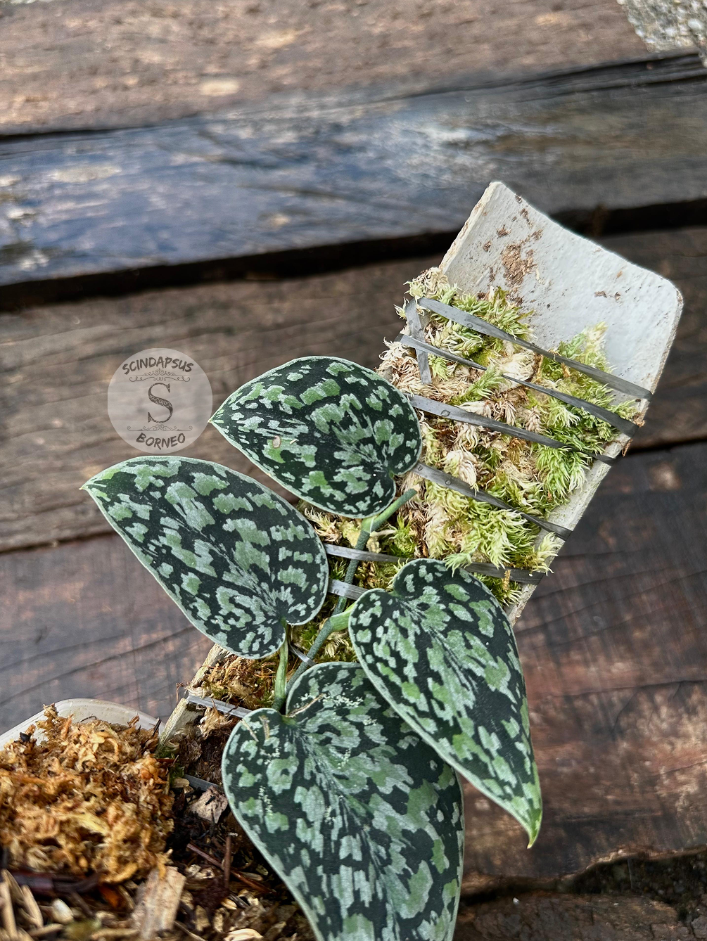 Scindapsus Tricolor Dark Manalak 2 - Best Selected - Scindapsus Borneo