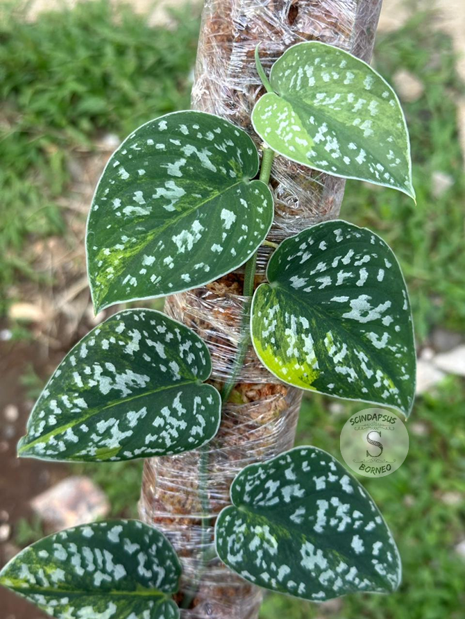 Scindapsus Senopati - Best Selected