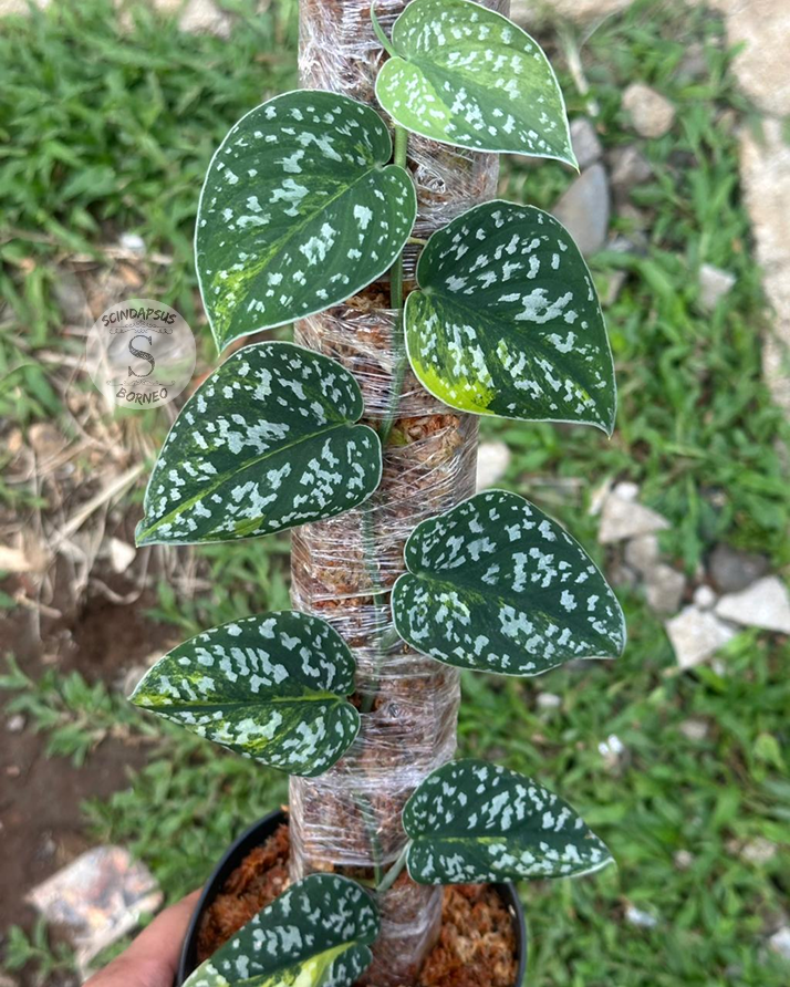 Scindapsus Senopati - Best Selected