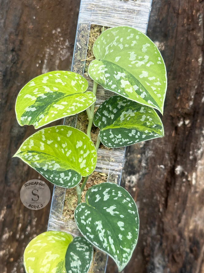 Scindapsus Senopati - Best Selected