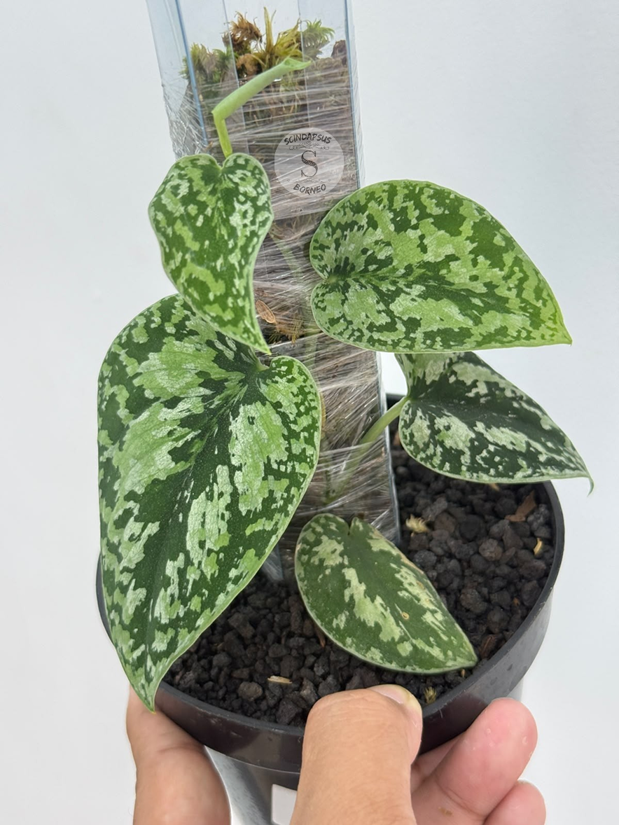 Scindapsus  tricolor dark form - Best Selected