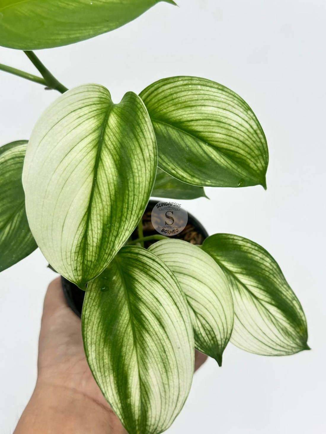 Scindapsus White Monster - Best Selected