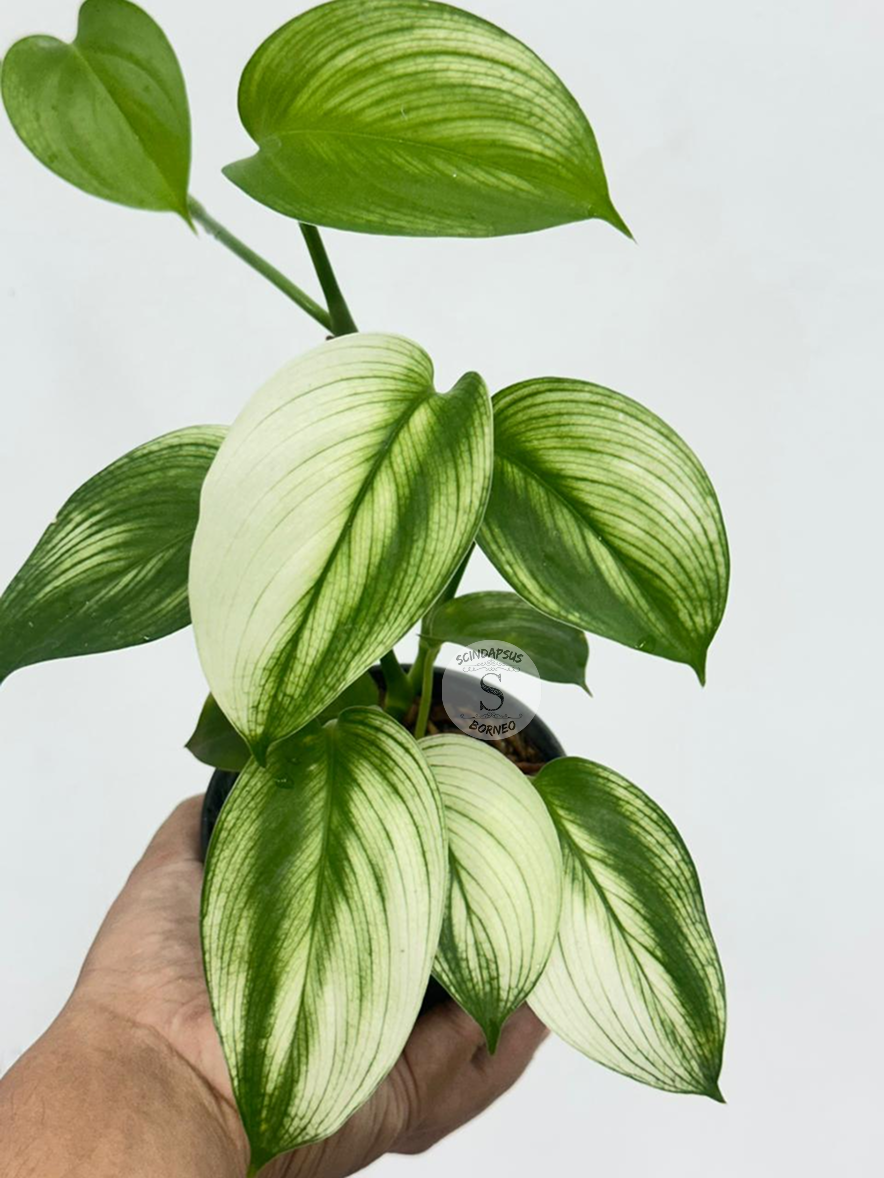 Scindapsus White Monster - Best Selected